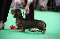 Crufts2011_2 1639